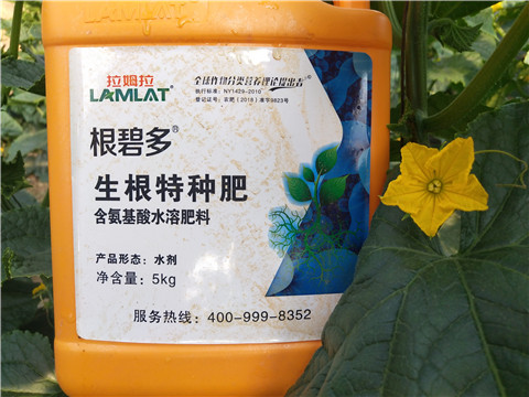 根碧多，菌劑，安碧解