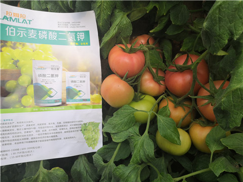 葉面肥，磷酸二氫鉀，鈣肥