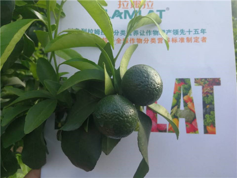 菌劑，水溶肥，