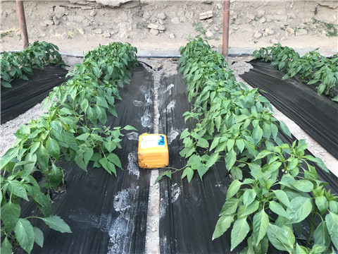 生根劑，根碧多