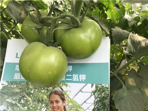 沖施肥，鈣肥