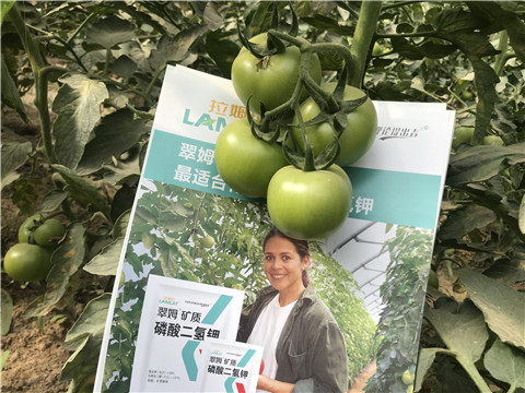 沖施肥，鈣肥