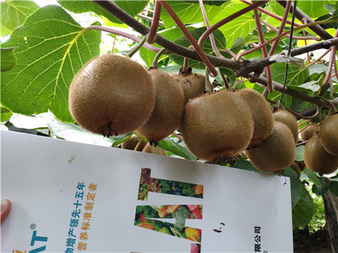 磷酸二氫鉀，葉面肥