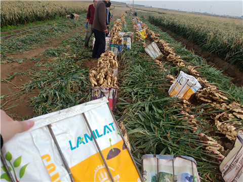 水溶肥，拉姆拉，翠姆