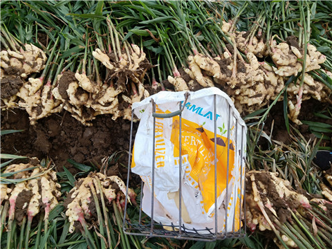 水溶肥，拉姆拉，翠姆