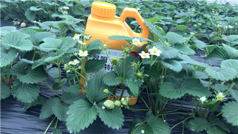 水溶肥，翠姆