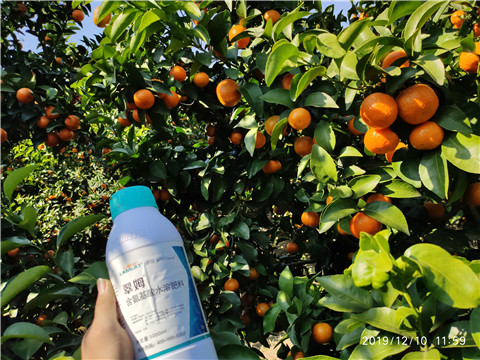 硼肥，拉姆拉