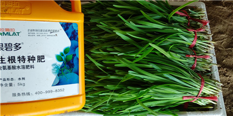 根碧多，拉姆拉