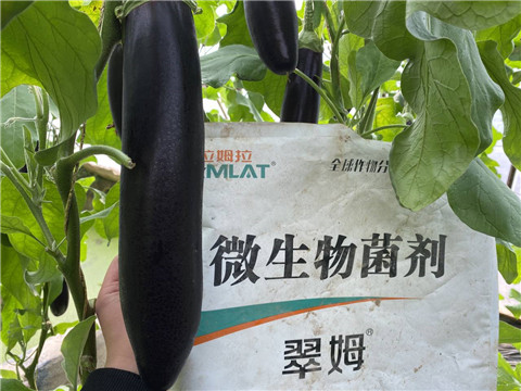 微生物菌劑，拉姆拉