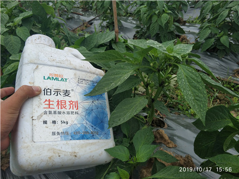 生根劑，伯示麥