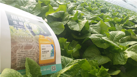 生根劑，翠姆