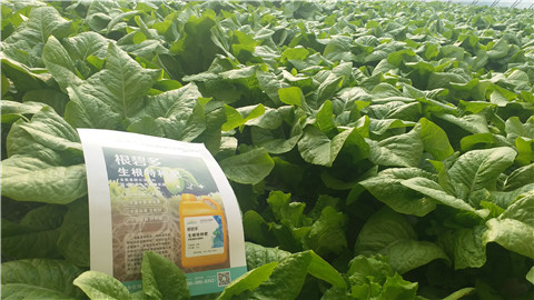 生根劑，翠姆