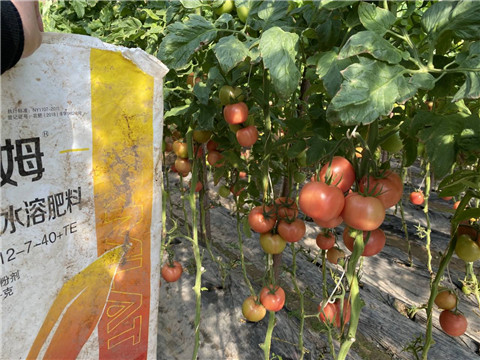 水溶肥，拉姆拉 