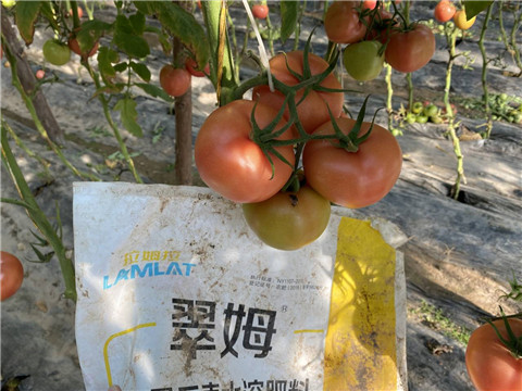 水溶肥，拉姆拉 