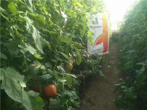 大量元素水溶肥，拉姆拉 