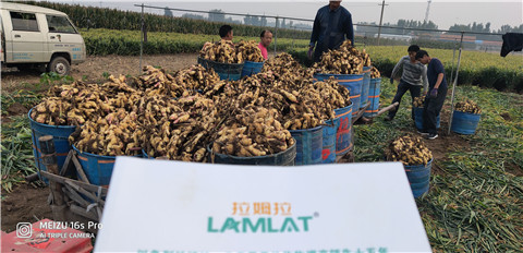 微生物菌劑，拉姆拉