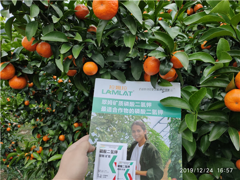 磷酸二氫鉀，葉面肥