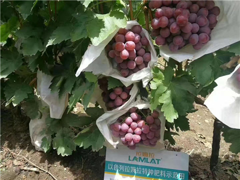 葉面肥，微生物菌劑