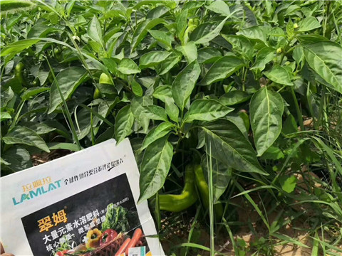 根碧多，拉姆拉