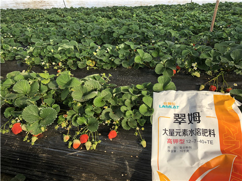 水溶肥，葉面肥，根碧多