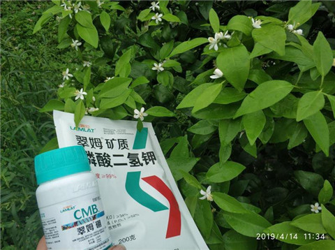 水溶肥，根碧多