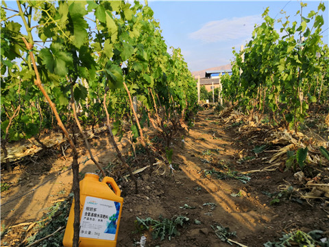 生根劑，微生物菌劑