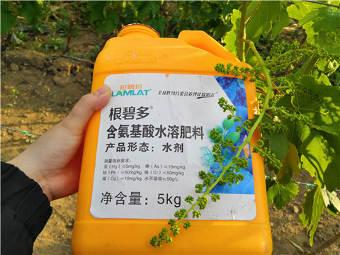 生根劑，微生物菌劑