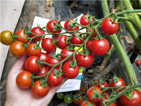 磷酸二氫鉀，鈣肥，根碧多