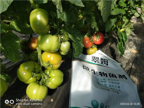 微生物菌劑，根碧多，磷酸二氫鉀