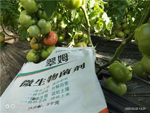 微生物菌劑，根碧多，磷酸二氫鉀