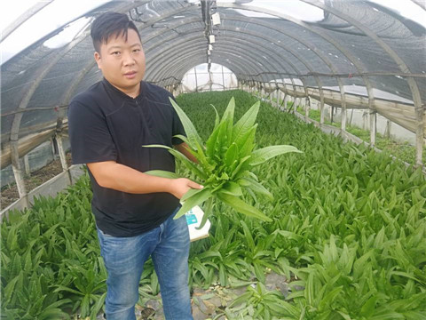 水溶肥，生根劑