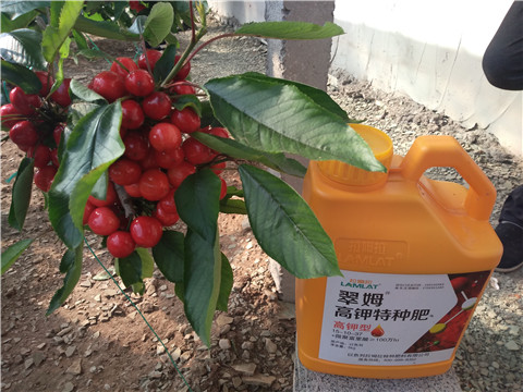 水溶肥，根碧多