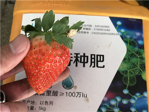 沖施肥，磷酸二氫鉀