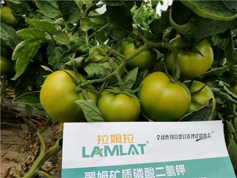 磷酸二氫鉀，鈣肥，水溶肥