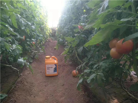 根碧多，微生物菌劑