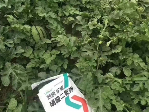 磷酸二氫鉀，硼肥，沖施肥