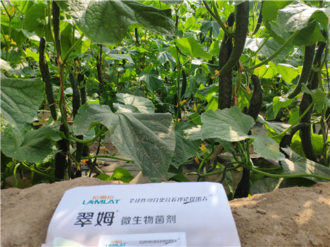 微生物菌劑，根碧多，水溶肥