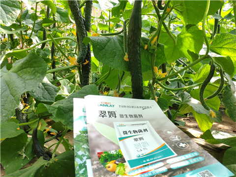 微生物菌劑，根碧多，水溶肥