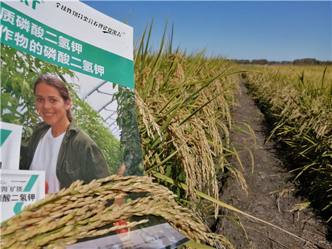 葉面肥，磷酸二氫鉀，安碧解