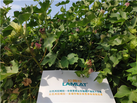 魚蛋白水溶肥，拉姆拉，翠姆