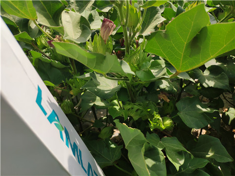 魚蛋白水溶肥，拉姆拉，翠姆