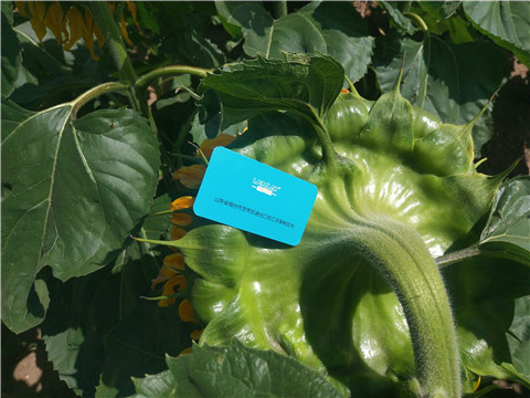 水溶肥 ，葉面肥，伯示麥