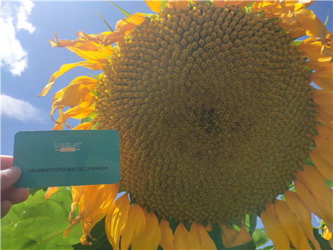 水溶肥 ，葉面肥，伯示麥