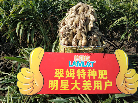 微生物菌劑，拉姆拉