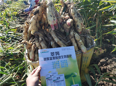 微生物菌劑，拉姆拉