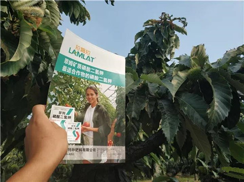 葉面肥，硼肥，磷酸二氫鉀