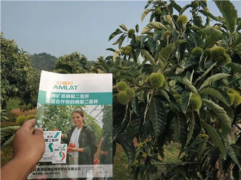 葉面肥，硼肥，磷酸二氫鉀