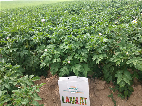 沖施肥，水溶肥，伯示麥