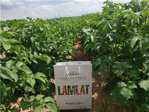 沖施肥，水溶肥，伯示麥