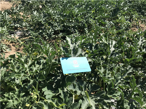 微生物菌劑，磷酸二氫鉀